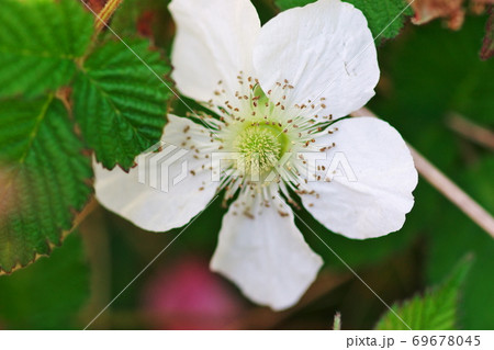 クサイチゴ クサイチゴ 69678045