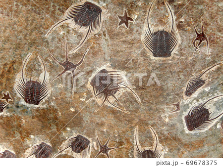 Petrified fossil starfishes and trilobites 69678375