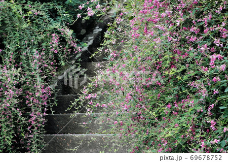 鎌倉海蔵寺の石段に咲く萩の花 69678752