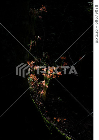 光が差し込む花畑　　キツネノカミソリ 69679038