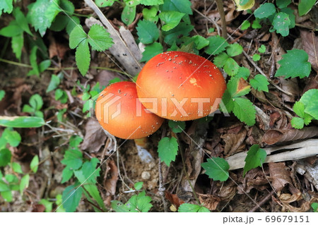 タマゴタケ 69679151
