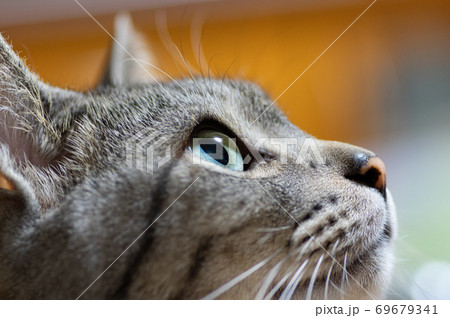見つめる猫　　サバトラ猫 69679341