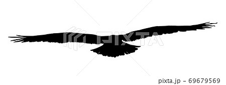 Falcon, hawk, eagle or orel black silhouette isolated on white background. 69679569