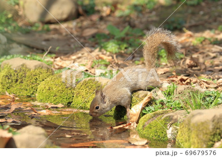 水を飲みにきたニホンリス 69679576