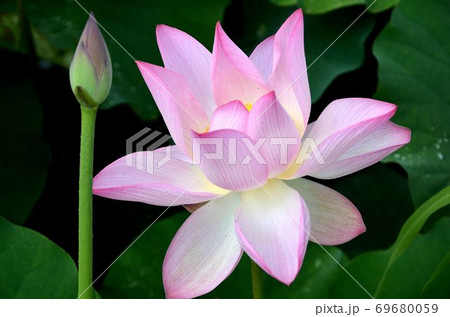 蓮の花が咲く夏の池 蓮の花が咲く夏の池 69680059