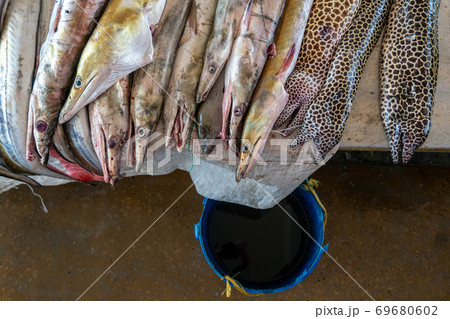 Moraenas on the table in Dar Es Salaam. Morey eel on slab at fish market, Tanzania 69680602