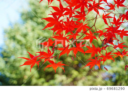 鮮やかに紅葉したイロハモミジ 69681290
