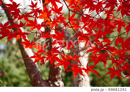 鮮やかに紅葉したイロハモミジ 69681291