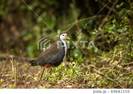 White breasted waterhen or Amaurornis phoenicurus portrait at keoladeo ghana national park or bharatpur bird sanctuary rajasthan india White breasted waterhen or Amaurornis phoenicurus portrait at keoladeo ghana national park or bharatpur bird sanctuary rajasthan india 69681550
