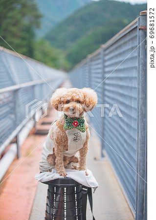 橋の上の犬 橋の上の犬 69681572