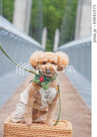 橋の上の犬 69681573