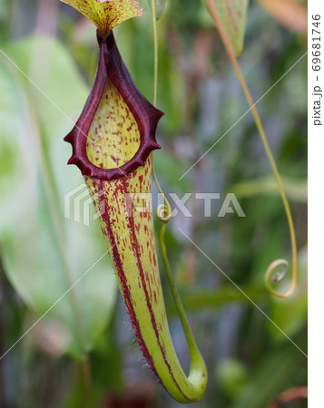 ウツボカズラ属の植物 ウツボカズラ属の植物 69681746