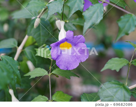 ツンベルギア・エレクタ 69682086