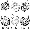 Autumn physalis hand draw black and white 69683764
