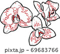 Vector flower orchid. Element for design. 69683766