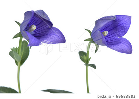 桔梗の花 咲き途中 (fix撮影) 桔梗の花 咲き途中 (fix撮影) 69683883