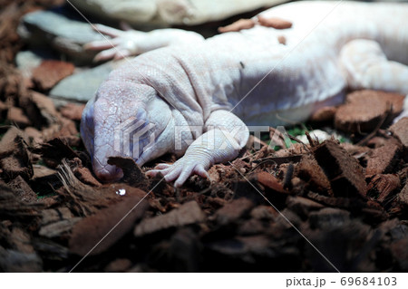 White Lizard White Lizard 69684103