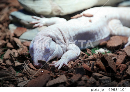 White Lizard White Lizard 69684104