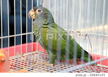 Bird 69684105