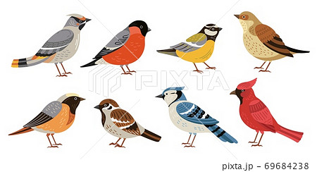 Wild forest birds. Winter wildlife animal, birds chickadee robin cardinal. Isolated wild or garden flat nature nestling vector illustration Wild forest birds. Winter wildlife animal, birds chickadee robin cardinal. Isolated wild or garden flat nature nestling vector illustration 69684238