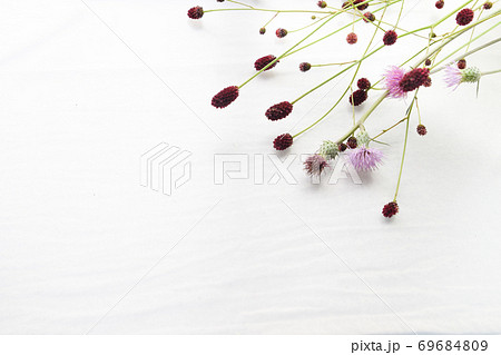 ワレモコウ 69684809