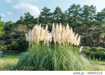 パンパスグラス 69685316