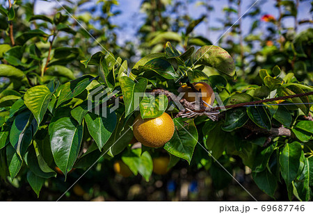 秋の味覚　梨の実り 69687746