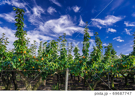 果樹園の梨の木　収穫時期 69687747