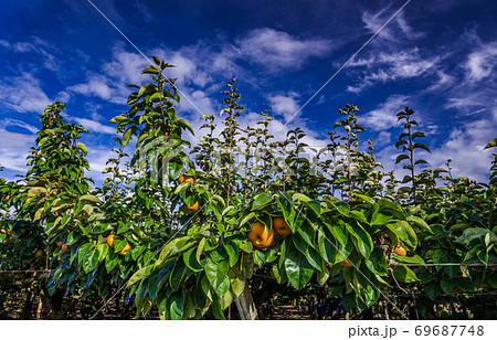 果樹園の梨の木　収穫時期 69687748