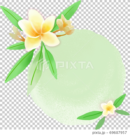 Frangipani yellow flowers Frangipani yellow flowers 69687957