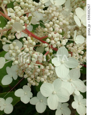 Hydrangea anomala flowers. The beautiful white flowers. Hydrangea anomala flowers. The beautiful white flowers. 69688267