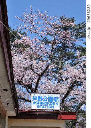 津軽鉄道　芦野公園駅とソメイヨシノ 69688280