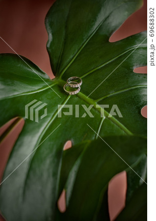 Two wedding rings on a green monstera leaf. Two wedding rings on a green monstera leaf. 69688302