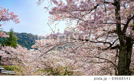 桜の散り際 桜の散り際 69688541