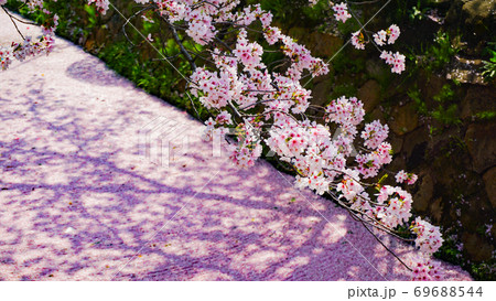 桜の散り際 桜の散り際 69688544