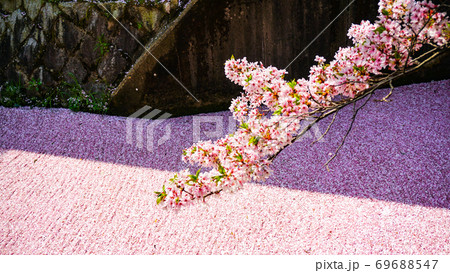 桜の散り際 69688547