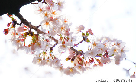 桜 69688548