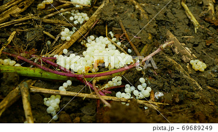 Spanish slug eggs nest hatchery hatch pest Arion vulgaris egg-laying white laying snail parasitizes moving garden, eating ripe plant crops. Invasive slug native Spain, parasitizes on leaf vegetables 69689249