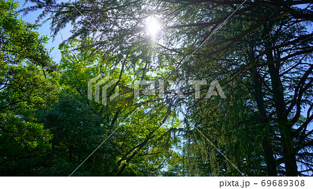 夏の樹木と木の葉の緑 夏の樹木と木の葉の緑 69689308
