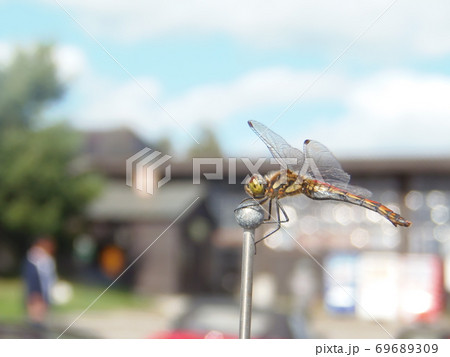 車のアンテナにとまったトンボ 69689309