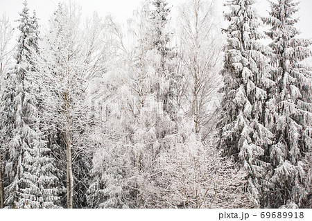 Winter landscape with snowy pines and fir trees 69689918