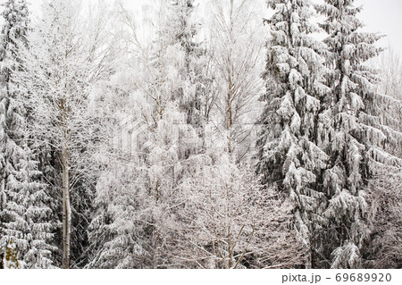 Winter landscape with snowy pines and fir trees Winter landscape with snowy pines and fir trees 69689920