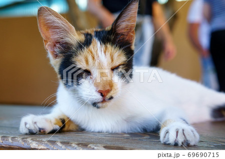 Portrait stray cat sleeps on a bench. Animal protection and adoption concept. selective focus 69690715
