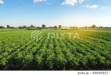 Plantation landscape of green potato bushes. European organic farming. Growing food on the farm. Growing care and harvesting. Agroindustry and agribusiness. Selective focus 69690927