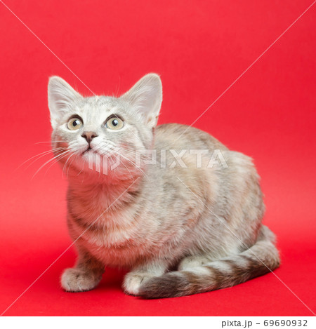 Gray tabby cat on a red background. Animal portrait. Pet. Place for text. 69690932