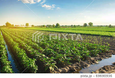 Eggplant plantations grow in the field on a sunny day. Organic vegetables. Agricultural crops. Landscape. Agroindustry and agribusiness. European farming. Agriculture. Aubergine. Selective focus Eggplant plantations grow in the field on a sunny day. Organic vegetables. Agricultural crops. Landscape. Agroindustry and agribusiness. European farming. Agriculture. Aubergine. Selective focus 69690936