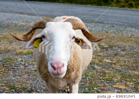 かわいいオスの羊の写真素材 [69691045] - PIXTA