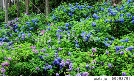 紫陽花の森 紫陽花の森 69692792