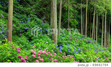 紫陽花の森 69692794