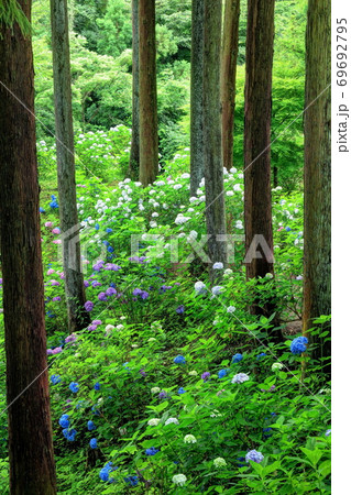 紫陽花の森 紫陽花の森 69692795